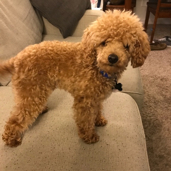 Meet your Posher, Kara - Picture 1 of 1